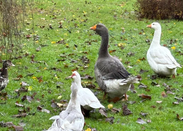 Le Du Cedre, Maison Proche Du Parc Asterix Dom wakacyjny Eve